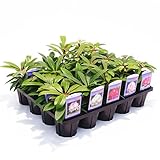 (株)赤塚植物園 スーパーローディー（シャクナゲ） 3.5号 ２０ポットアソート