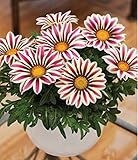 100 pcs / bag,Gazania seeds, potted seed, flower seed, variety complete, the budding rate 95%, (Mixe