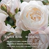 バラ苗 デスデモーナ (ER) (大輪 イングリッシュローズ )輸入苗 6号ポット 大苗【2016年度 バラ新品種】