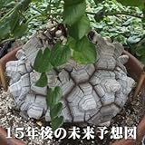 oz 亀甲竜(キッコウリュウ)2.5号