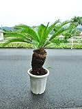 【一鉢限定】大人気なソテツ／110cm（12号プラ）地植えにおススメ！！