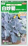 白妙菊（ダスティーミラー）・ダイヤモンド