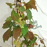 長尺つるもの：ナツヅタ5号ポット長さ1.5m[落葉性・夏蔦・壁面緑化に] ノーブランド品