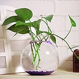 Lovoski ガラス製　植物 花 装飾 花瓶 ボトル ぶら下げ クリア ガラス 壁 水耕栽培 プレゼント 雑貨 飾り 結婚式 容器