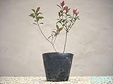ヒメシャリンバイ 30本