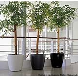 レチューザプランター：クラシコ60cmブラック潅水装置つき[鉢]