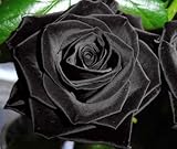 Rose black - 10 seeds