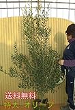 【ノーブランド品】 オリーブ 樹高1.5m前後 24cmポットバック /