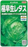 サカタのタネ 実咲野菜3570 オンタリオ 極早生レタス 10袋セット