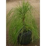 大王松 (ダイオウショウ) 50cm 8号バック