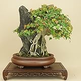 いよじ園 楓 / カエデ -石付- 小葉性 無傷（中品盆栽） 【雑木盆栽】