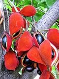 Phoenix eye fruit Sterculia monosperma Sterculiaceae 5 Seeds ThailandMrk