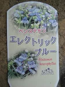 Amazon 花苗 宿根草 ペンステモン エレクトリックブルー 3号ポット苗 花