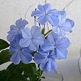 プルンバーゴ[プランバーゴ]（ルリマツリ）：ブルー3.5号ポット 3株セット ノーブランド品