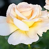 【バラ苗】 テレトン （大輪 デルバール ) 国産苗 大苗 6号ポット 四季咲き オレンジ色 強香 強健