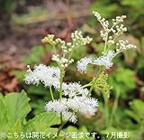 山野草:白露キョウカノコ(京鹿の子) 15cmポット大株仮植え苗【紫桜館山の花屋】
