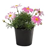 花市場直送便 花苗 マーガレット ピンク 8入