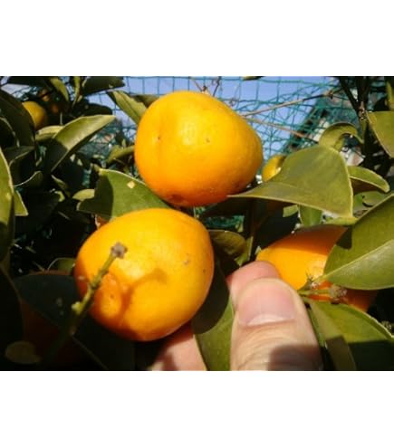 Amazon.co.jp: きんかん 苗木 ぷちまる金柑 選抜系 15cmポット 2