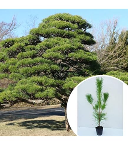 Amazon.co.jp: 苗/苗木 クロマツ 樹高0.5m前後 10.5cmポット 黒松 くろ 