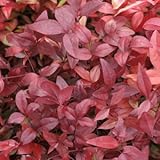 オタフクナンテン