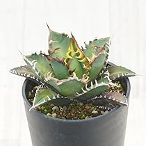 Amazon｜アガベ・チタノタ ”白鯨” 3.5号鉢｜観葉植物 オンライン通販