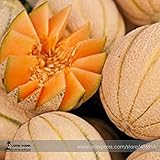 稀種子ハニーメロンアラゴン（ククミス・メロ）10種、100％真ハミウリ種子E3483