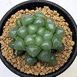多肉植物：ハオルチア オブツーサ*