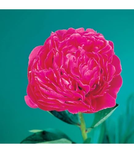 Amazon.co.jp: 芍薬 苗 ファーストレディー 12cmポット 白色