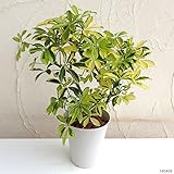 シェフレラ ハッピーイエロー6号鉢植え[丈夫で育てやすいインテリアグリーン][観葉植物] ノーブランド品