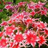 新着ホームガーデン植物20種宿根草TWINKLE STAR、フロックスDrummondii Cuspidata花の種