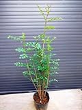 シマトネリコ 株立 60CM 常緑樹！