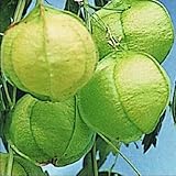 【メール便配送】　国華園　花たね　風船かずら　1袋(10粒)【※発送が国華園からの場合のみ正規品です】