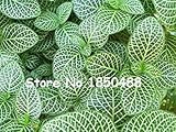 Light Green : 2016 New! 100/bag Coleus seeds, beautiful bonsai plants. A variety of colors