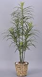 光触媒観葉植物 ﾄﾞﾗｾﾅｺﾝｼﾝﾈ 368A150