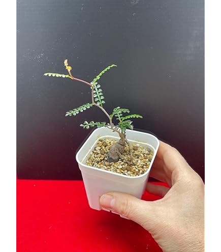 Amazon.co.jp: オペルクリカリア ヒファエノイデス 4号鉢 : DIY・工具