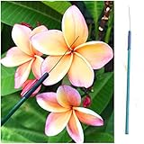 【プルメリアの受粉に】プルメリア専用受粉具（受粉用ツイーラー）｜受粉マニュアル付き（ポスト投函型のゆうパケットにて発送・送料全国均一料金）