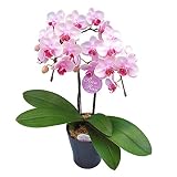 ミニ胡蝶蘭 ギフト 4号鉢 2本立 ライトピンク 送料無料 お花 プレゼント お祝い 生花 鉢植え 開店祝い 父の日 敬老の日 おじいちゃん 贈り物