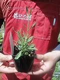 ハーブ スイートラベンダー 【3号ポット苗】宿根草 苗 多年草 耐寒性