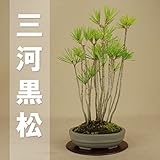 いよじ園 【限定20本】 三河黒松 -寄植- 小品盆栽 【松柏盆栽】いよじ園【父の日ギフト】 ▼ご選択ください,6
