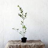 ブルーベリー ビッグダロー 単品