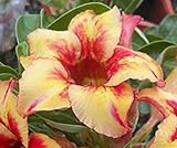 アデニウム アラビカム オベスム 砂漠のバラ塊根植物 Adenium obesum Desert Roses no.17 BRIGHT-YELLOW2