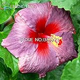 部屋の花鉢植えの植物のための販売の100pcsハイビスカス種子17kinds HIBISCUS ROSA-ススキの花の種ハイビスカスの木の盆栽上*