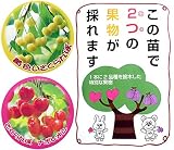 ハイブリッドプランツ：サクランボ(黄玉とナポレオン）7号鉢植え[高接ぎペアフルーツ] ノーブランド品