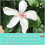 ハワイ固有の原種ハイビスカス苗 'コキオ・ケオ・ケオ’（3.5号ポット苗）