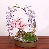 人気花物盆栽：桜・藤寄せ植え*陶器鉢【春に開花】bonsai