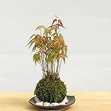 春に新芽・秋に紅葉が楽しめる【山紅葉（やまもみじ）苔玉・黒備前小器・敷石セット】 (敷石の色（白石）)