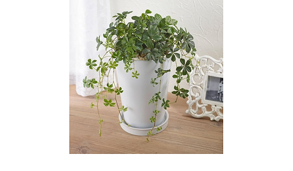 Amazon 日比谷花壇 観葉植物 観葉植物 シュガーバイン 観葉植物 オンライン通販