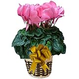 【 予約 】 さかもと園芸　達人のシクラメン　【 パステルハイドン 】　花鉢植え　ギフト　プレゼント　贈答品　クリスマス　お歳暮