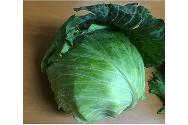 Amazon 国産 キャベツ 1箱10kg さんきん キャベツ 通販