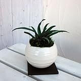 [縁起物・新居祝いやギフトに！]万年青 （おもと） 白丸型陶器鉢Sサイズ植え・角受け皿付き